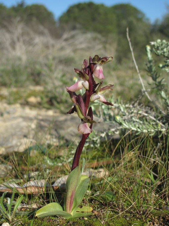 Anacamptis collina